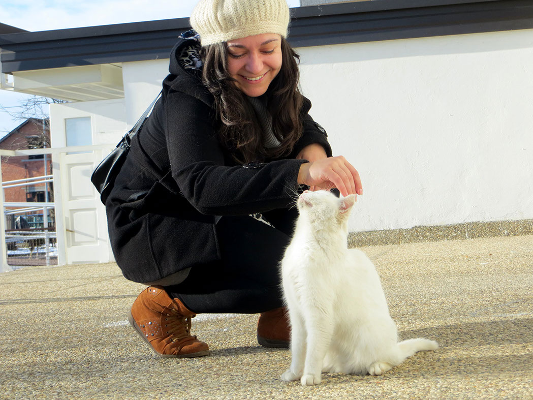 bijela mačka, zima, kućni ljubimci, veterinar, krzno