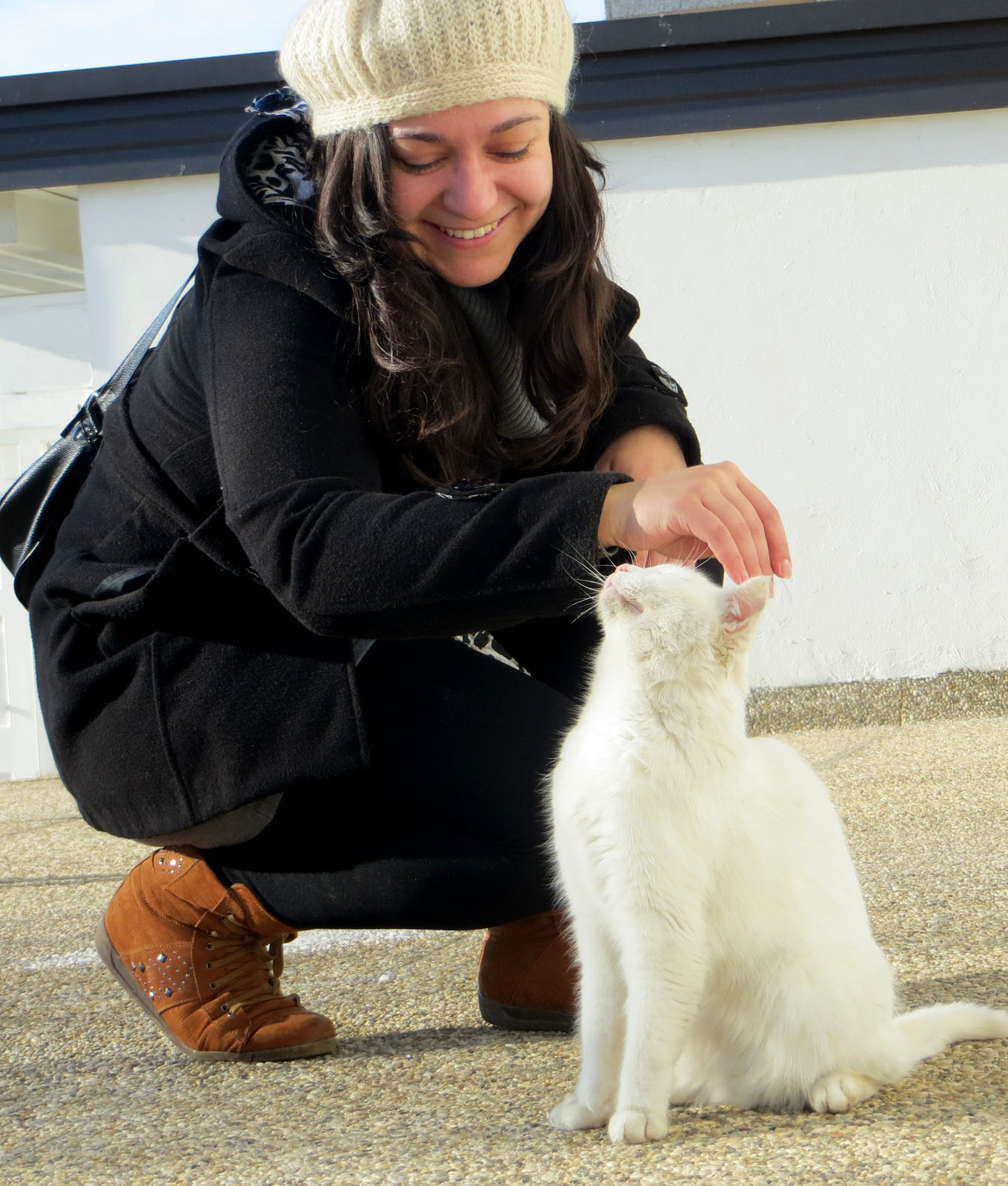 bijela mačka, zima, kućni ljubimci, veterinar, krzno